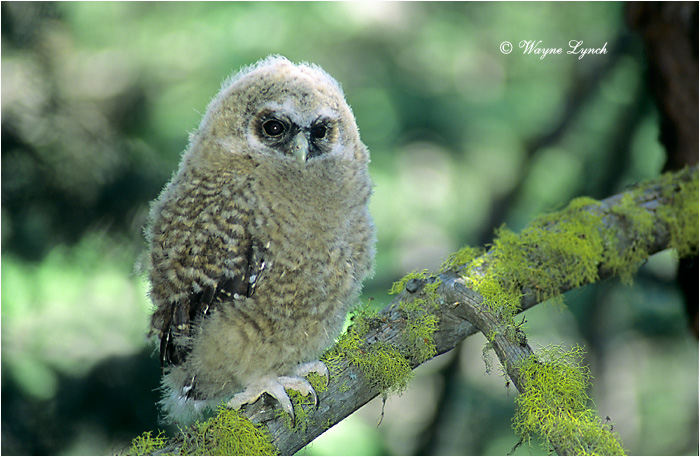 Northern Spotted Owl Chick 119  by Dr. Wayne Lynch &copy;